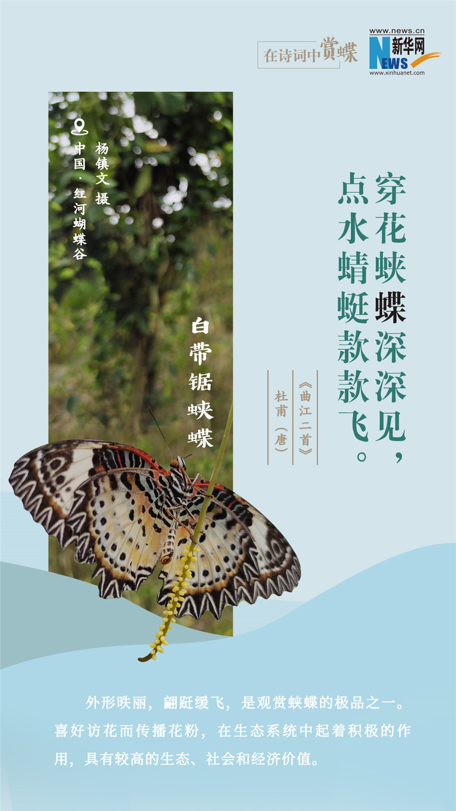 創(chuàng)意海報(bào)|在詩詞中賞蝶:翩翩舞態(tài) 詩以詠蝶