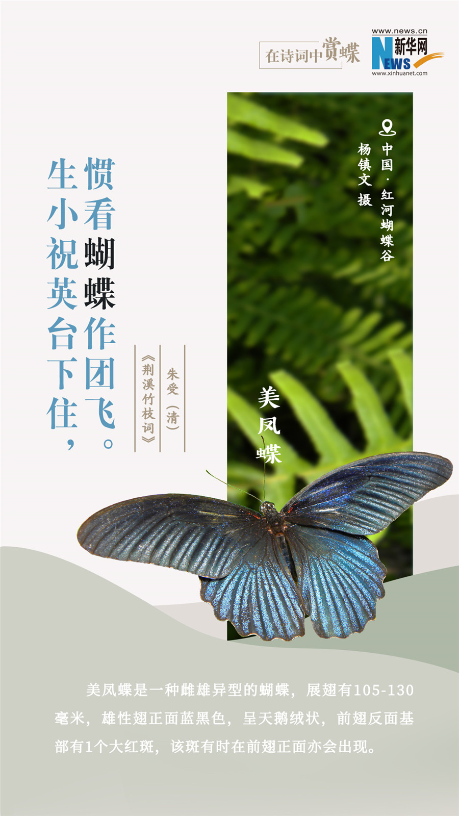 創(chuàng)意海報(bào)|在詩詞中賞蝶:翩翩舞態(tài) 詩以詠蝶