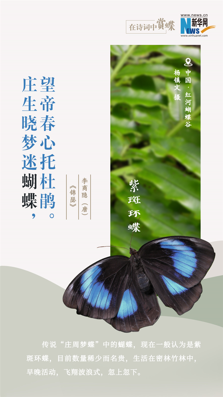 創(chuàng)意海報(bào)|在詩詞中賞蝶:翩翩舞態(tài) 詩以詠蝶