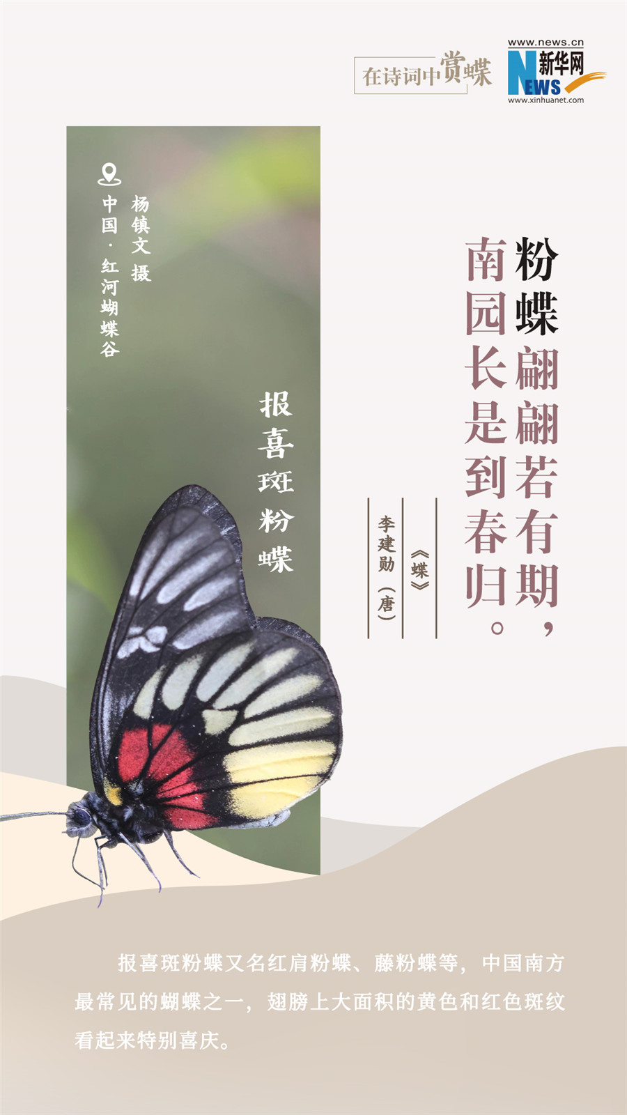 創(chuàng)意海報(bào)|在詩詞中賞蝶:翩翩舞態(tài) 詩以詠蝶