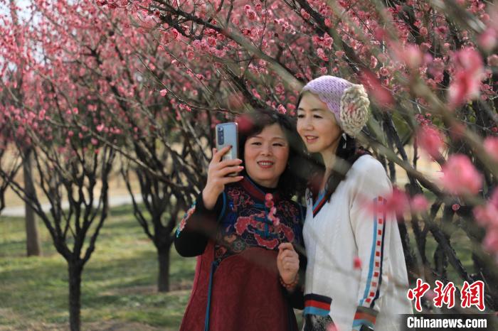市民在梅花樹下拍照?！∴囆?攝