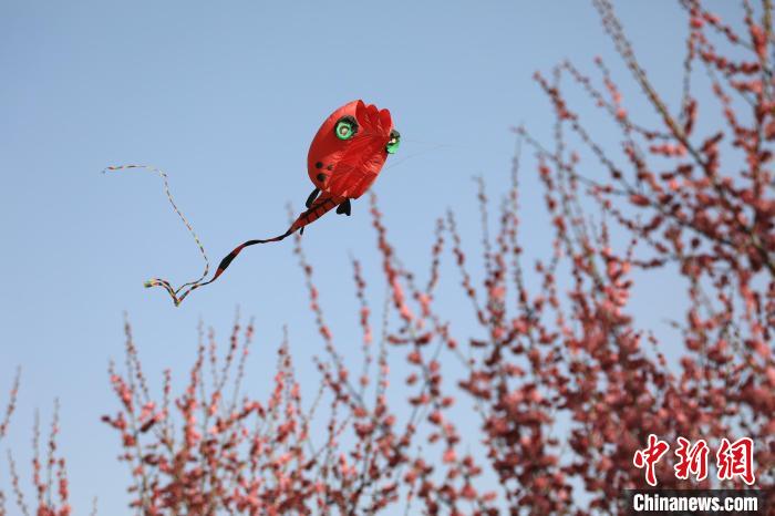 風(fēng)箏在花中飛舞?！∴囆?攝