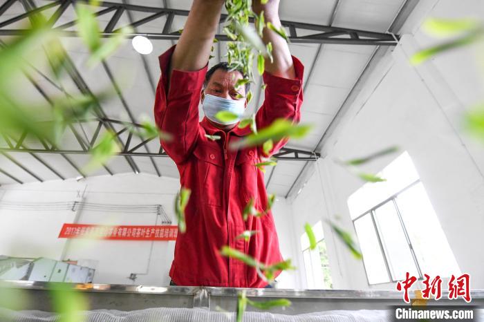 村民將茶葉攤青晾干?！钊A峰 攝