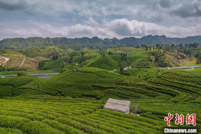 貴定縣云霧茶園?！√普?攝