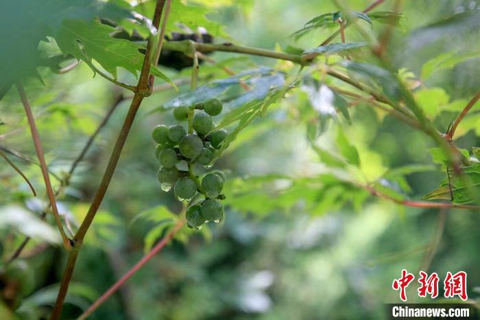 野生動(dòng)物在北京：如何筑牢生物多樣性“保護(hù)網(wǎng)”？