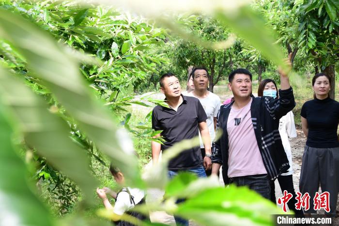 游客在欣賞栗樹花?！『略破?攝