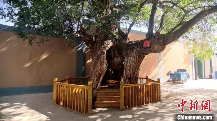 圖為阿河灘地質(zhì)文化村樹齡高達(dá)800年的空心古榆樹?！埡ｖ?攝