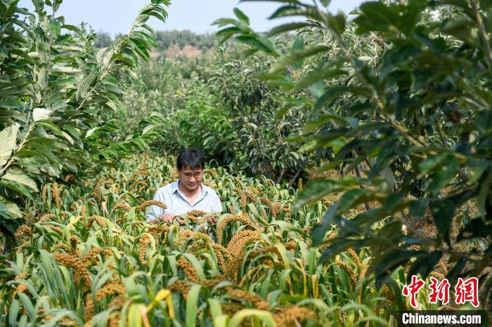 農(nóng)業(yè)專家劉正理正在查看谷子生長(zhǎng)情況?！≮w亮 攝