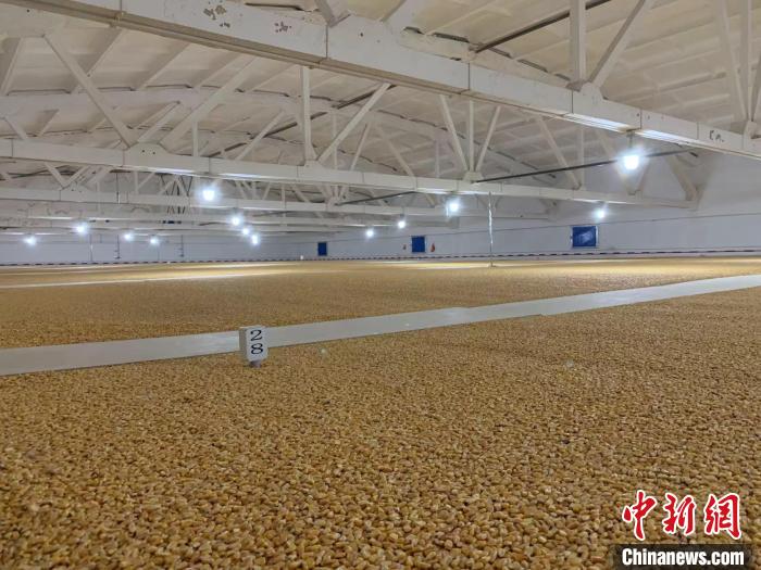 倉內清涼干爽、遍地金黃，上千平方米的糧食盡收眼底。　王惠琳 攝