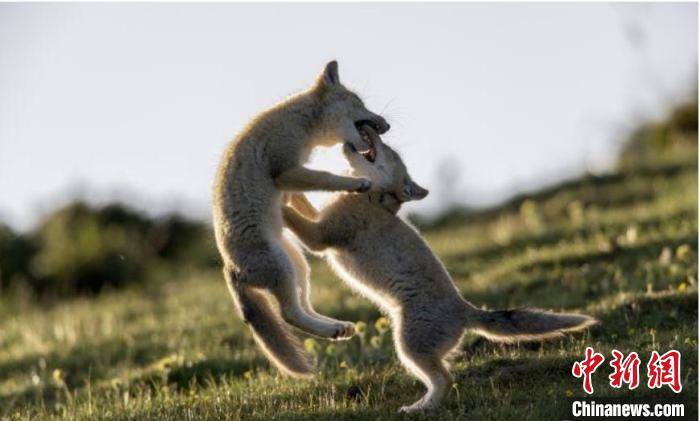 圖為郝進芳的作品《難分勝負》?！∏嗪Ｊ∑钸B山自然保護協(xié)會供圖