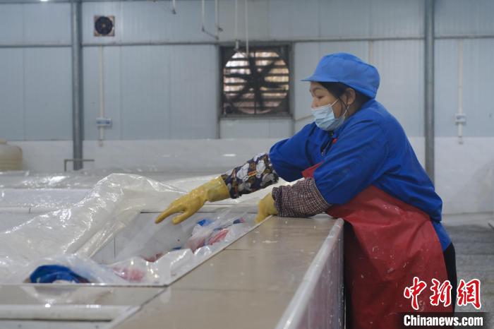 圖為一名工人正在檢查酸筍腌制情況。　劉俊聰 攝