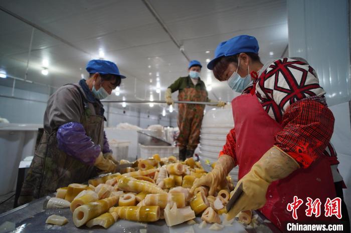 圖為多名工人正在將酸筍切成小塊?！№f國政 攝