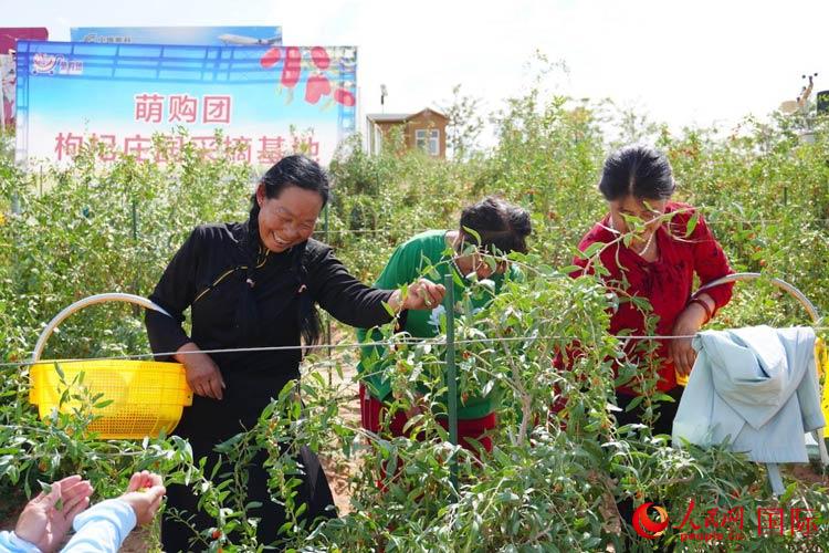 中寧縣來自西海固的移民大姐們一邊采摘新鮮枸杞一邊歌唱，笑由心生。人民網(wǎng)記者 何蒨攝