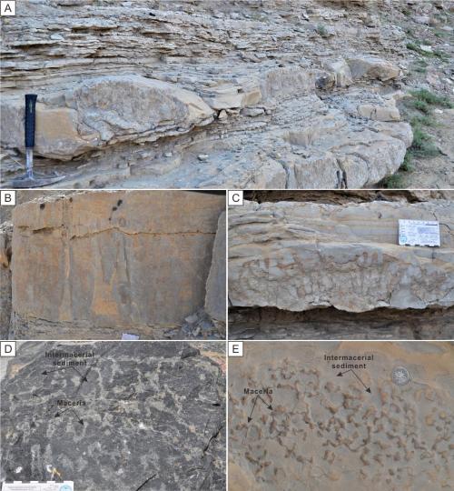 寒武系生物礁沉積模式示意圖。　南古所 供圖