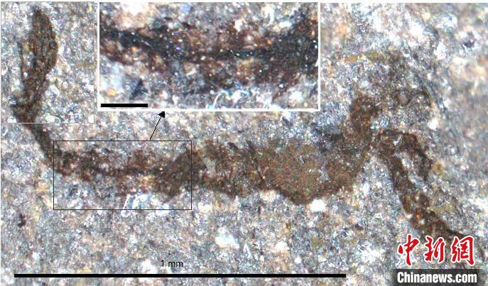 一個類似于寒武紀大附肢綱節(jié)肢動物Yohoia的新物種(圖片來自Joe Botting)?！∈┢樟指瘛ぷ匀?供圖