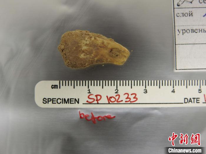 打孔鹿牙墜飾提取DNA前(圖片來自馬克斯·普朗克演化人類學研究所)。　施普林格·自然 供圖