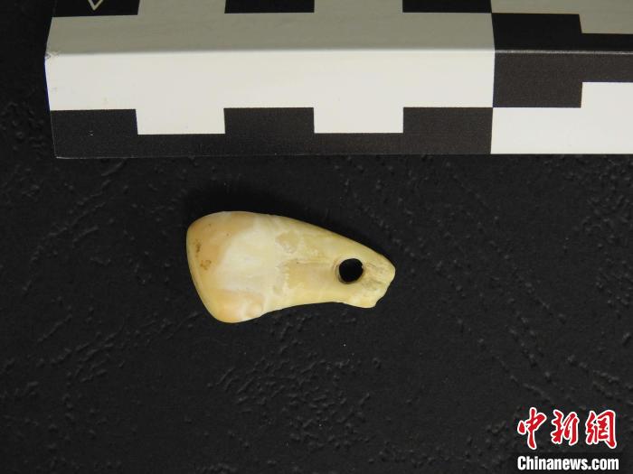 在南西伯利亞丹尼索瓦洞發(fā)現(xiàn)的打孔鹿牙墜飾(圖片來自馬克斯·普朗克演化人類學研究所)?！∈┢樟指瘛ぷ匀?供圖