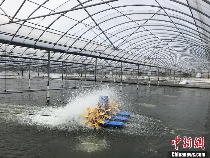 南美白對(duì)蝦養(yǎng)殖基地。　象山蝦蟹科技小院供圖