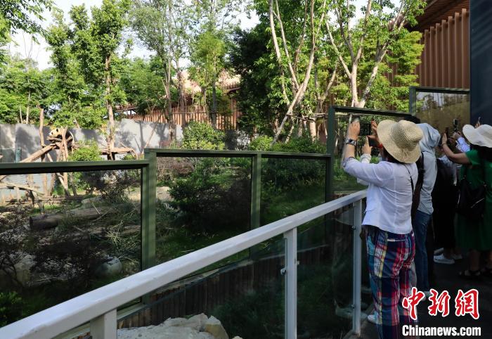 海外華文媒體近距離參觀大熊貓，探尋大熊貓的“大運(yùn)情緣”?！⊥趵?攝