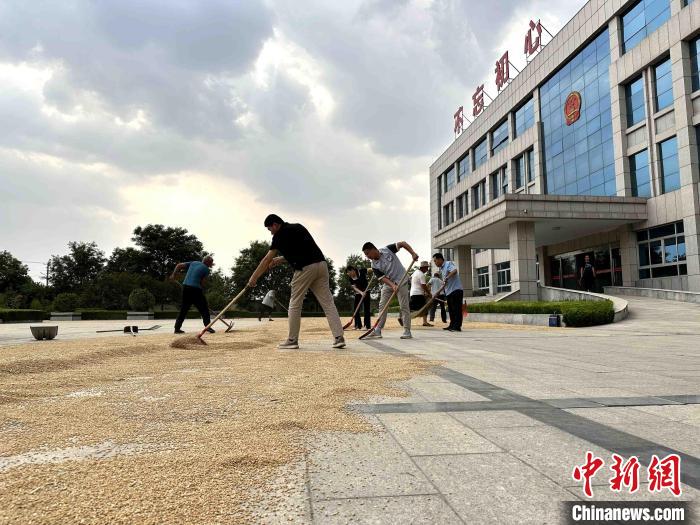 平原縣組織志愿者幫助農(nóng)民晾曬小麥。　張偉 攝