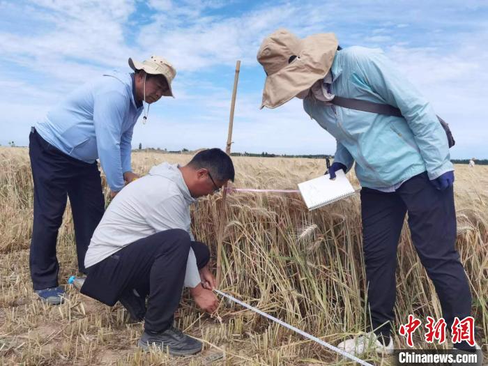 去年新疆冬小麥高產(chǎn)紀錄是863.8公斤?！⊙Μ| 攝