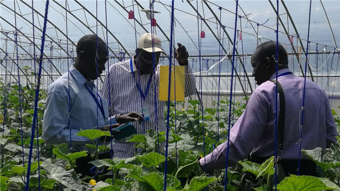 孫釗向當(dāng)?shù)剞r(nóng)戶講解粘蟲板工作原理。受訪者供圖