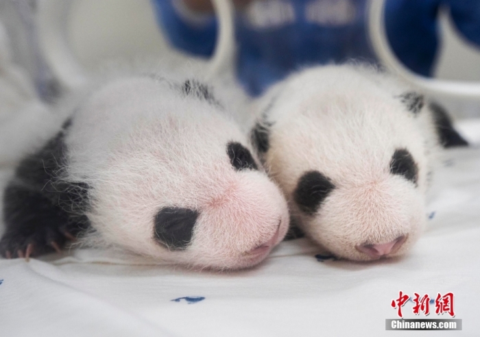 當?shù)貢r間8月7日，韓國三星愛寶樂園公布雌性雙胞胎大熊貓幼崽(左為姐姐，右為妹妹)于6日拍攝的滿月照。愛寶樂園 供圖