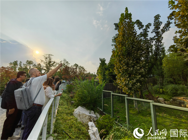 （“絲路獎”獲獎嘉賓在參觀成都大熊貓繁育研究基地。本報記者 王影迪攝）
