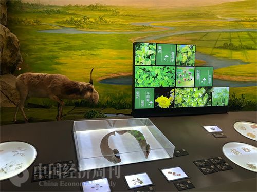   （中醫(yī)藥博物館展出的各類中藥材令人應(yīng)接不暇。中國經(jīng)濟(jì)周刊記者 郭志強(qiáng) 攝）