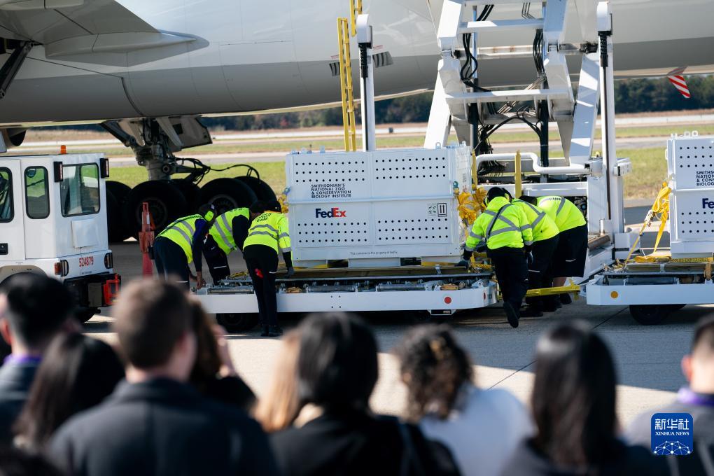 11月8日，在美國弗吉尼亞州的華盛頓杜勒斯國際機(jī)場(chǎng)，裝有大熊貓的特制“旅行包廂”準(zhǔn)備運(yùn)上專機(jī)。新華社記者劉杰攝