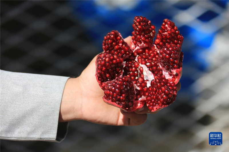 11月10日，在阿富汗首都喀布爾，商販展示產(chǎn)自阿富汗南部坎大哈省的石榴。新華社發(fā)（塞夫拉赫曼·薩菲攝）