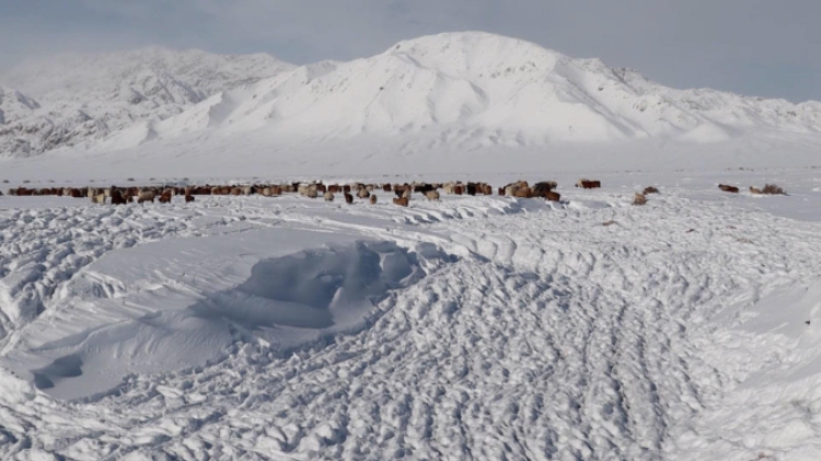 蒙古國(guó)近日發(fā)生雪災(zāi)。圖片來(lái)源：蒙政府網(wǎng)站