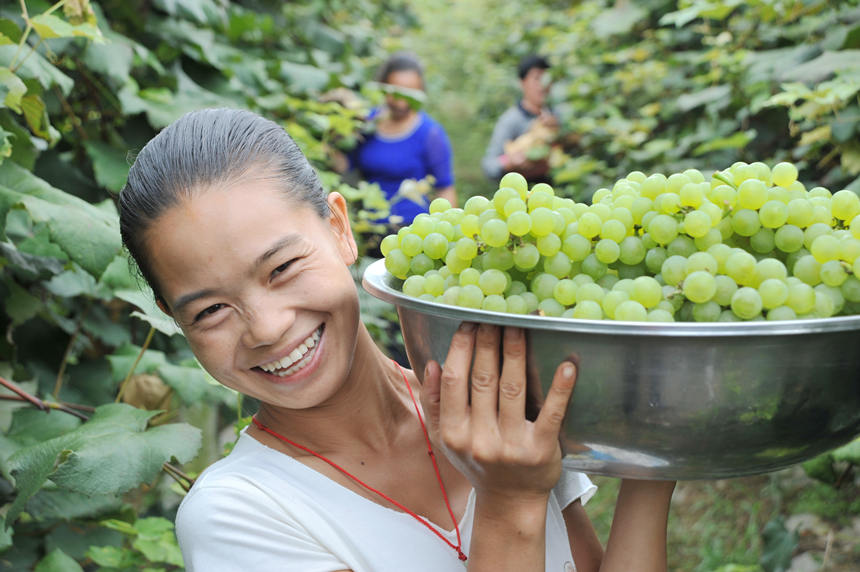“關(guān)口葡萄谷”正成為花坪鎮(zhèn)域經(jīng)濟(jì)發(fā)展的重要增長(zhǎng)點(diǎn)。
