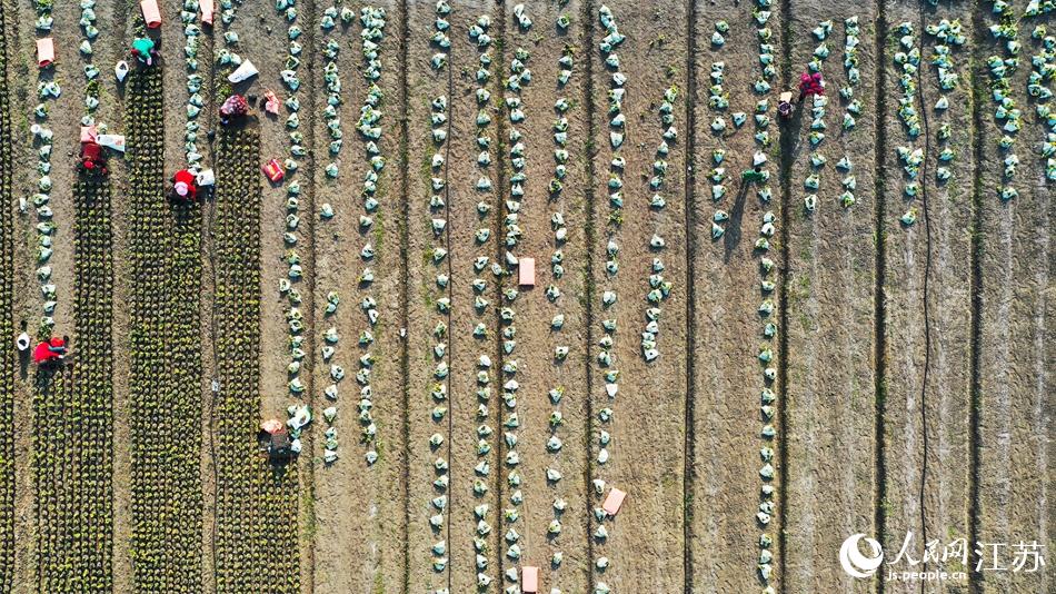 效佐社區(qū)村民對苗木進行田間管理。丁華明攝