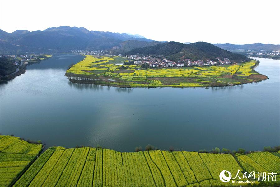 春江水暖，油菜花開。人民網(wǎng) 李芳森攝