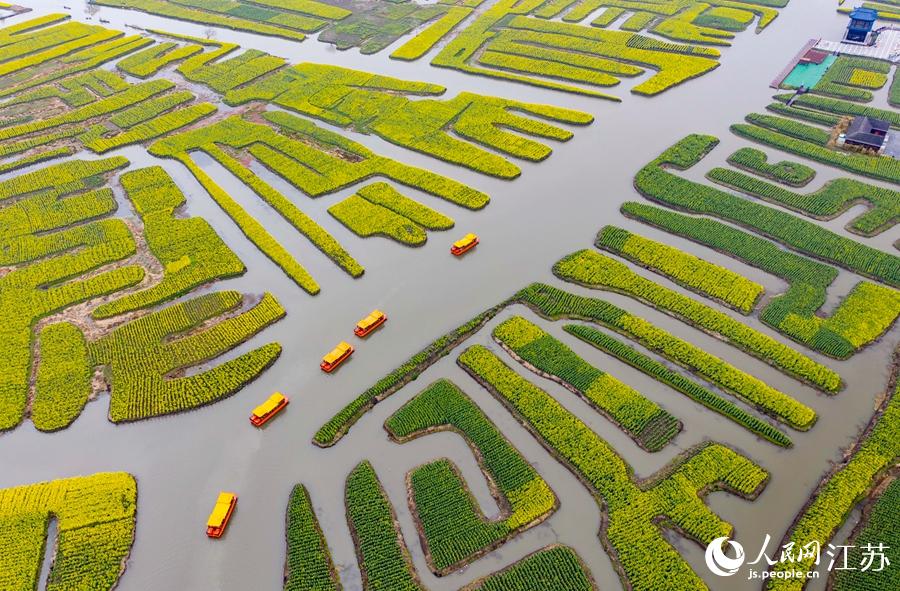 萬畝“垛田”陸續(xù)披上金裝。周社根攝