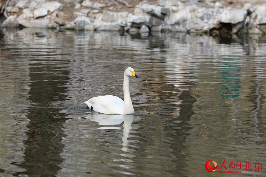 北京動物園水禽湖上，水鳥游弋其中，傳遞春的消息。人民網(wǎng) 尹星云攝