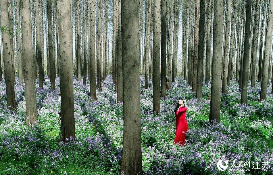 大地好像鋪上了夢幻般的地毯，分外迷人。陳義寶攝