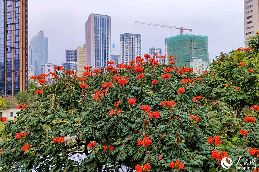 廈門火焰木進入盛放期。人民網(wǎng) 陳博攝