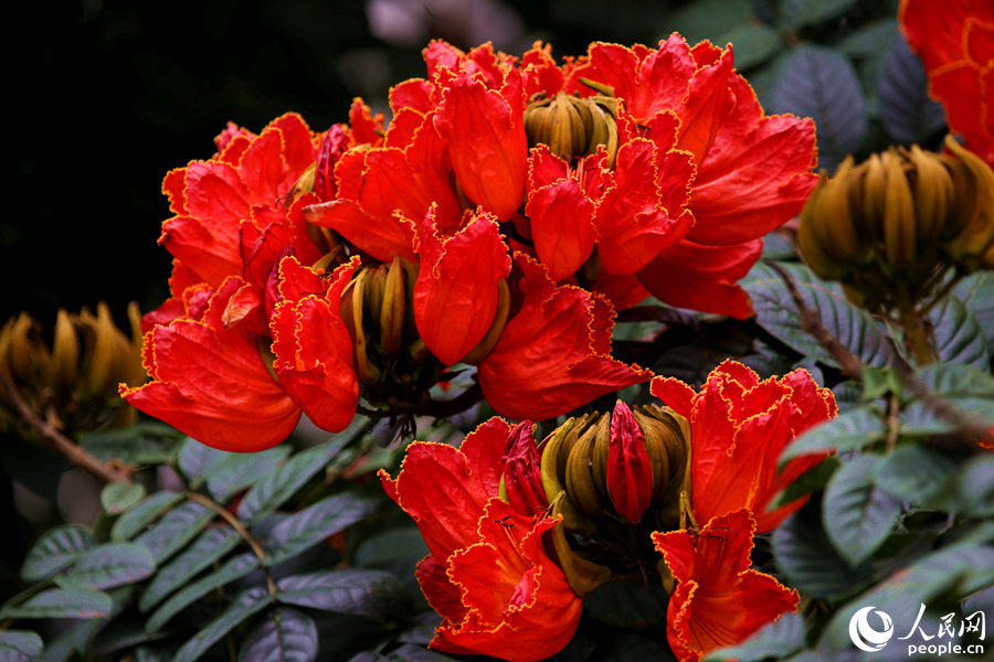 一朵朵紅花在枝葉頂端綻放。人民網(wǎng) 陳博攝