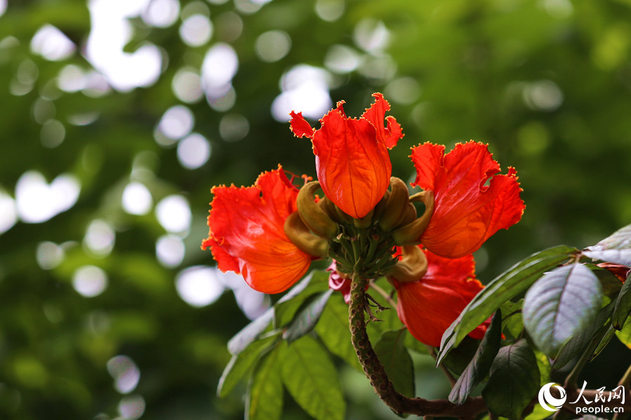 火焰木花冠呈鐘形。人民網(wǎng) 陳博攝