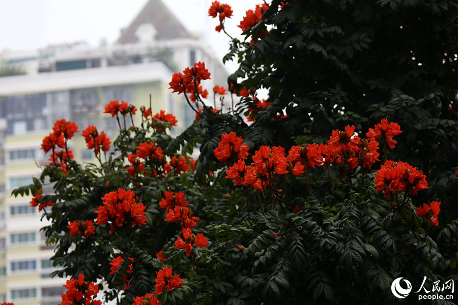 火焰木花朵遠觀猶如燃燒的火。人民網(wǎng) 陳博攝