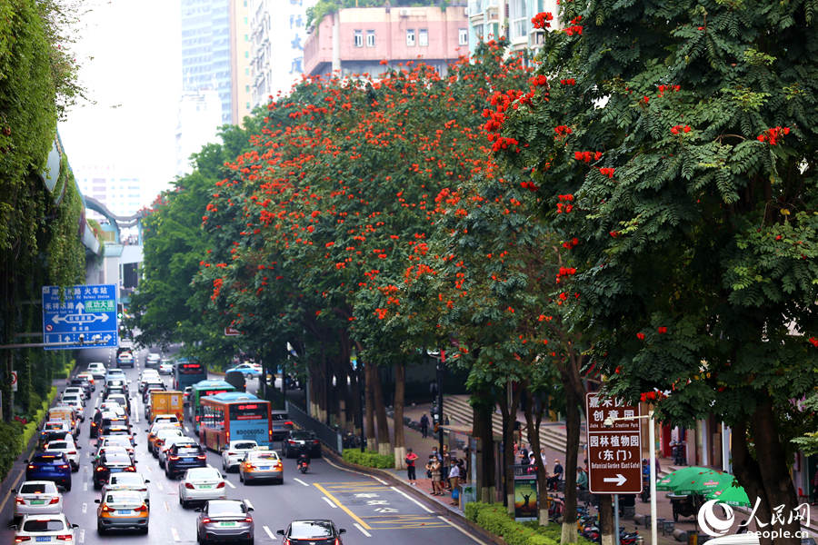 廈禾路兩側(cè)的行道樹頂猶如披上一層紅紗。人民網(wǎng) 陳博攝