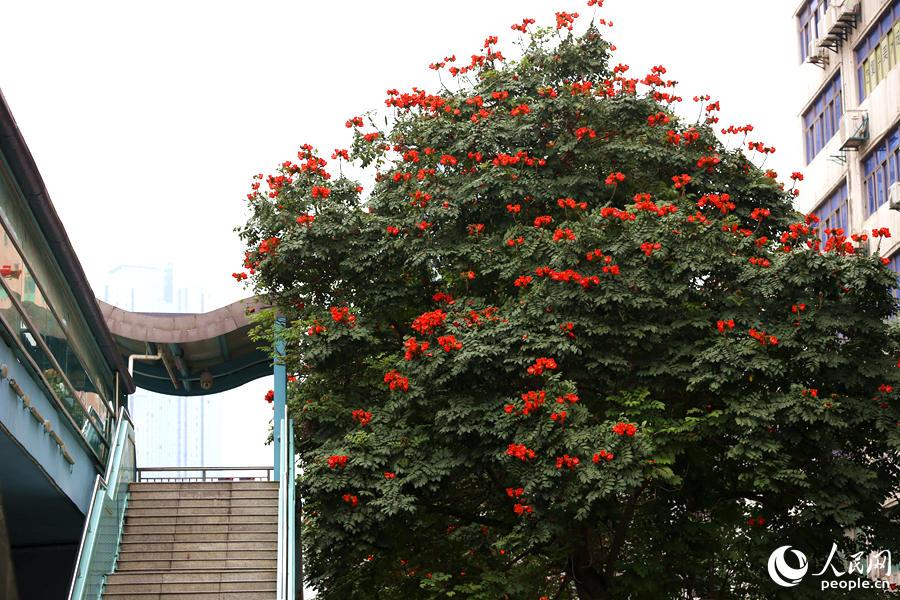 廈門市金榜公園BRT站旁的火焰木。人民網(wǎng) 陳博攝