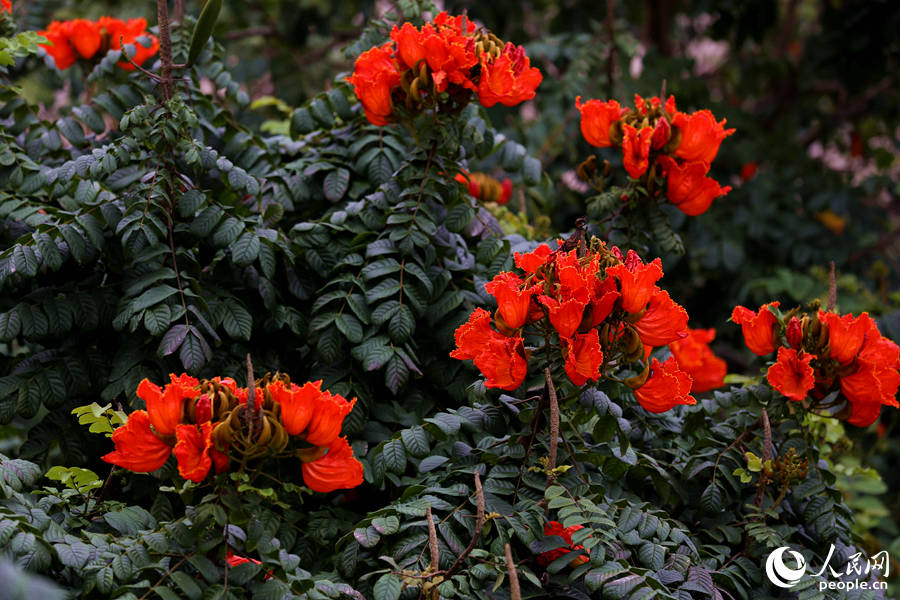 火焰木花朵聚成緊密的傘房式總狀花序。人民網(wǎng) 陳博攝