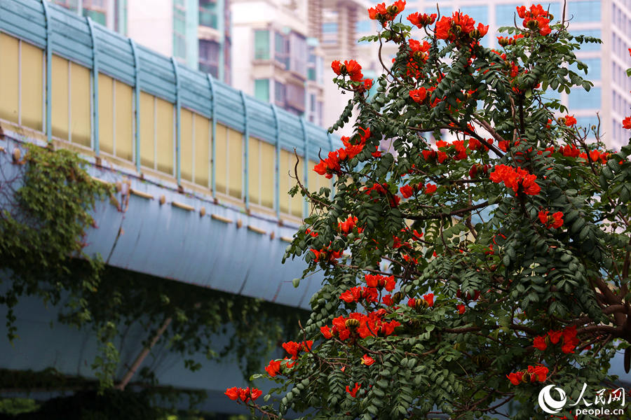 火焰木樹高10米以上，高度與BRT高架橋相當(dāng)。人民網(wǎng) 陳博攝