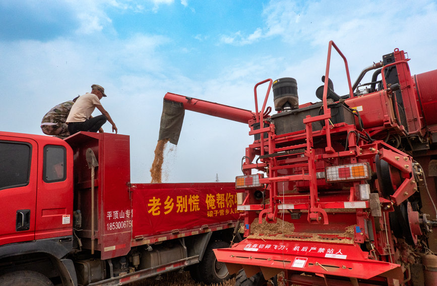 魯山縣組織多種形式的志愿隊(duì)伍，幫助困難群眾解決夏收夏種難題。葉全花攝