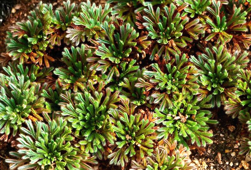 彩虹卷柏的葉片呈彩虹色。袁浪興供圖