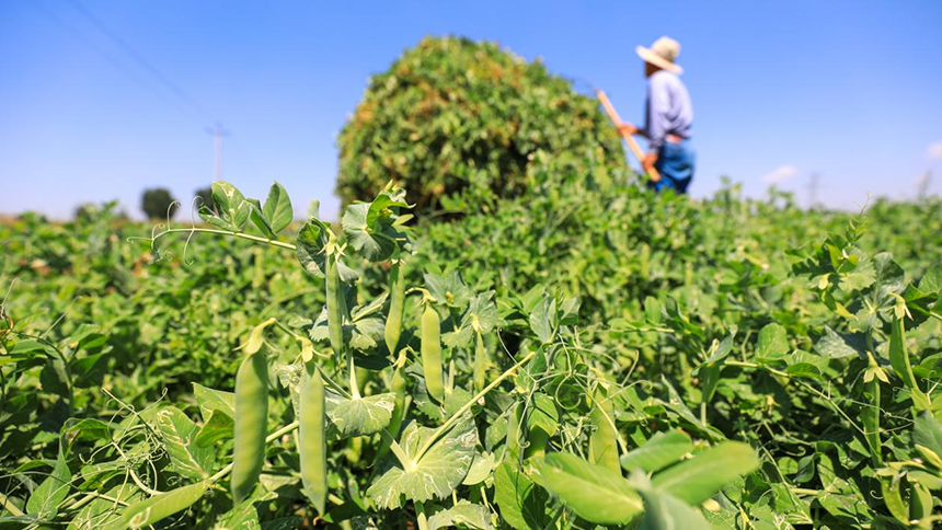 河北省唐山市灤南縣宋道口鎮(zhèn)崔董各莊村農(nóng)民在田間收獲豌豆。張永新攝