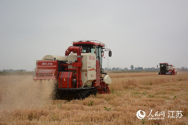 5月下旬，勝利圩高標(biāo)準(zhǔn)農(nóng)田內(nèi)，大型收割機(jī)作業(yè)。韋東寧攝